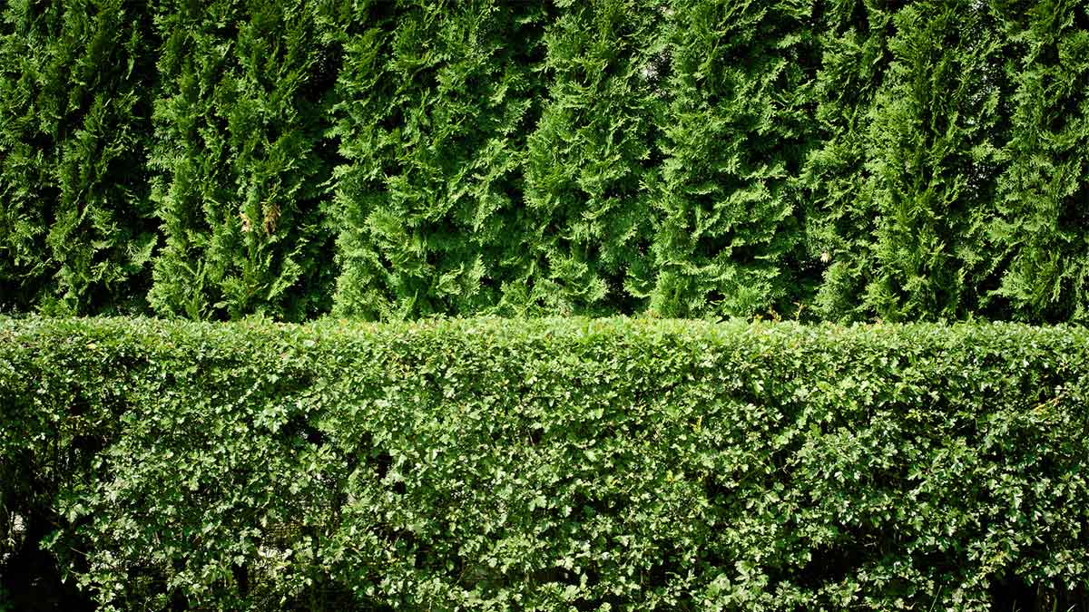 hedge_trimming_bush_trimming_rolling_meadows_illinois